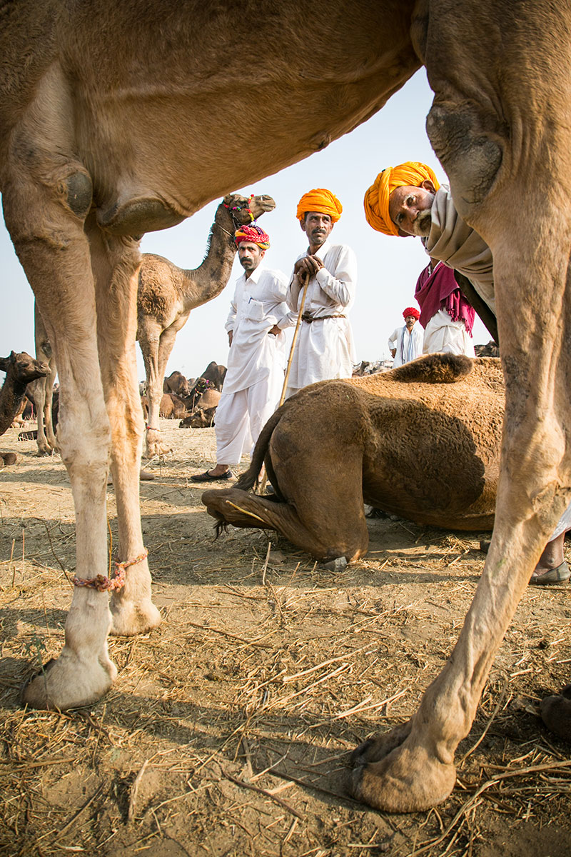 Tevepásztorok és tevéik a Pushkar tevevásáron Rajasthanban