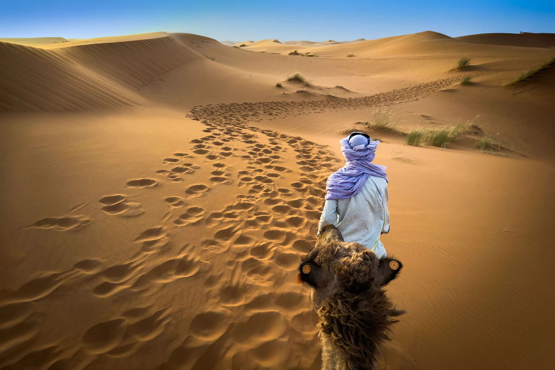 Tevéjét vezető beduin az Erg Chebbi sivatagban Marokkóban