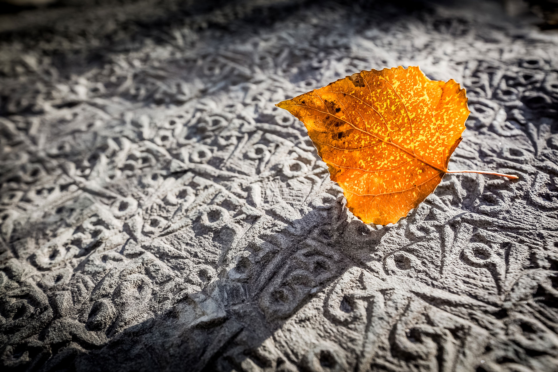 fotó: KINCSESKAMERA – Szabó Zoltán