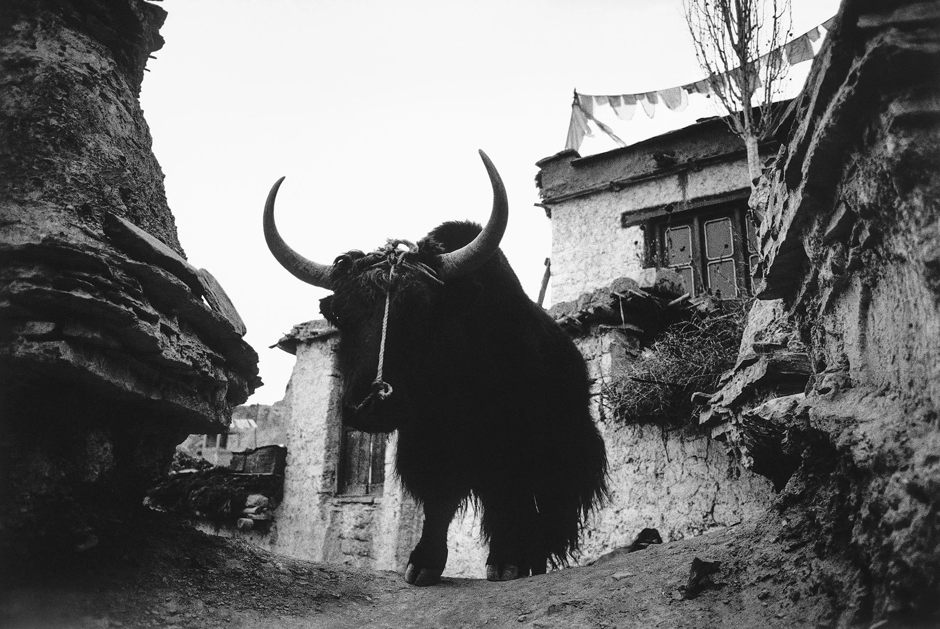 Ladakh, India, Tibet, Lamayuru, jak