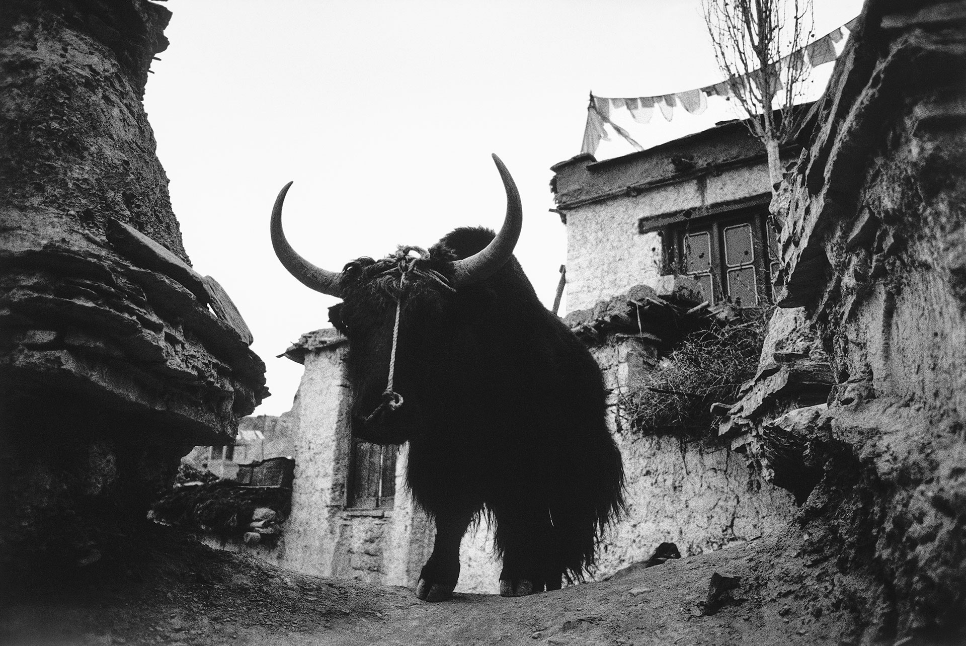 Ladakh, India, Tibet, Lamayuru, jak