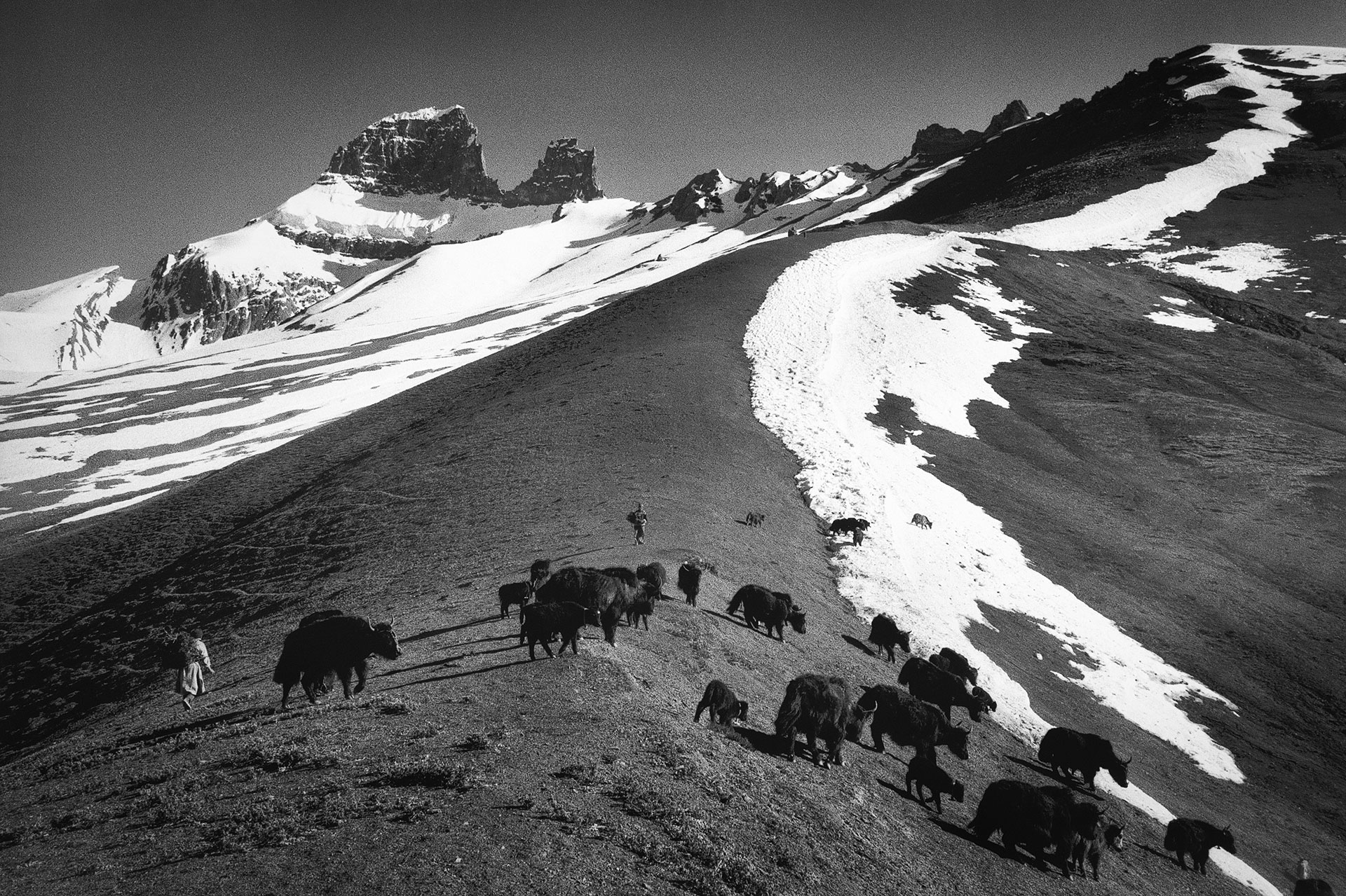 Ladakh, India, Tibet, jak csorda