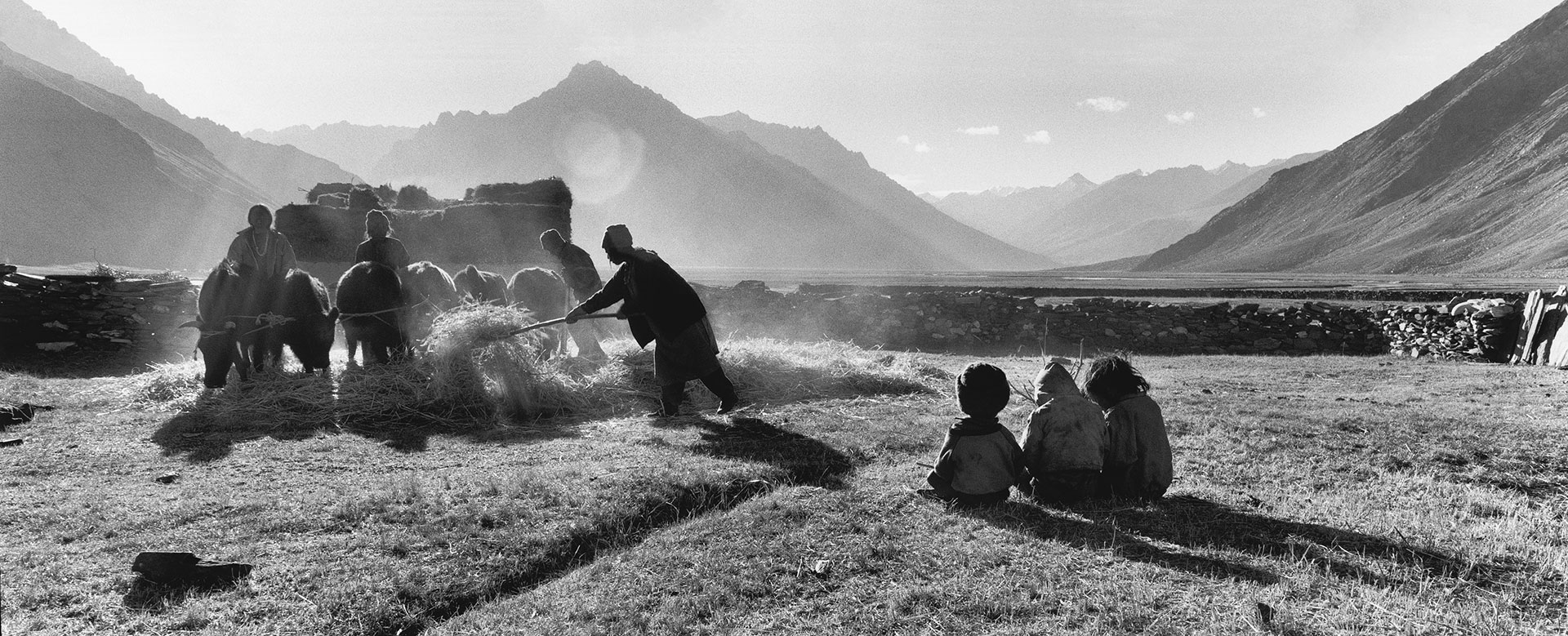 Ladakh, India, Tibet, Zanskar, cséplés