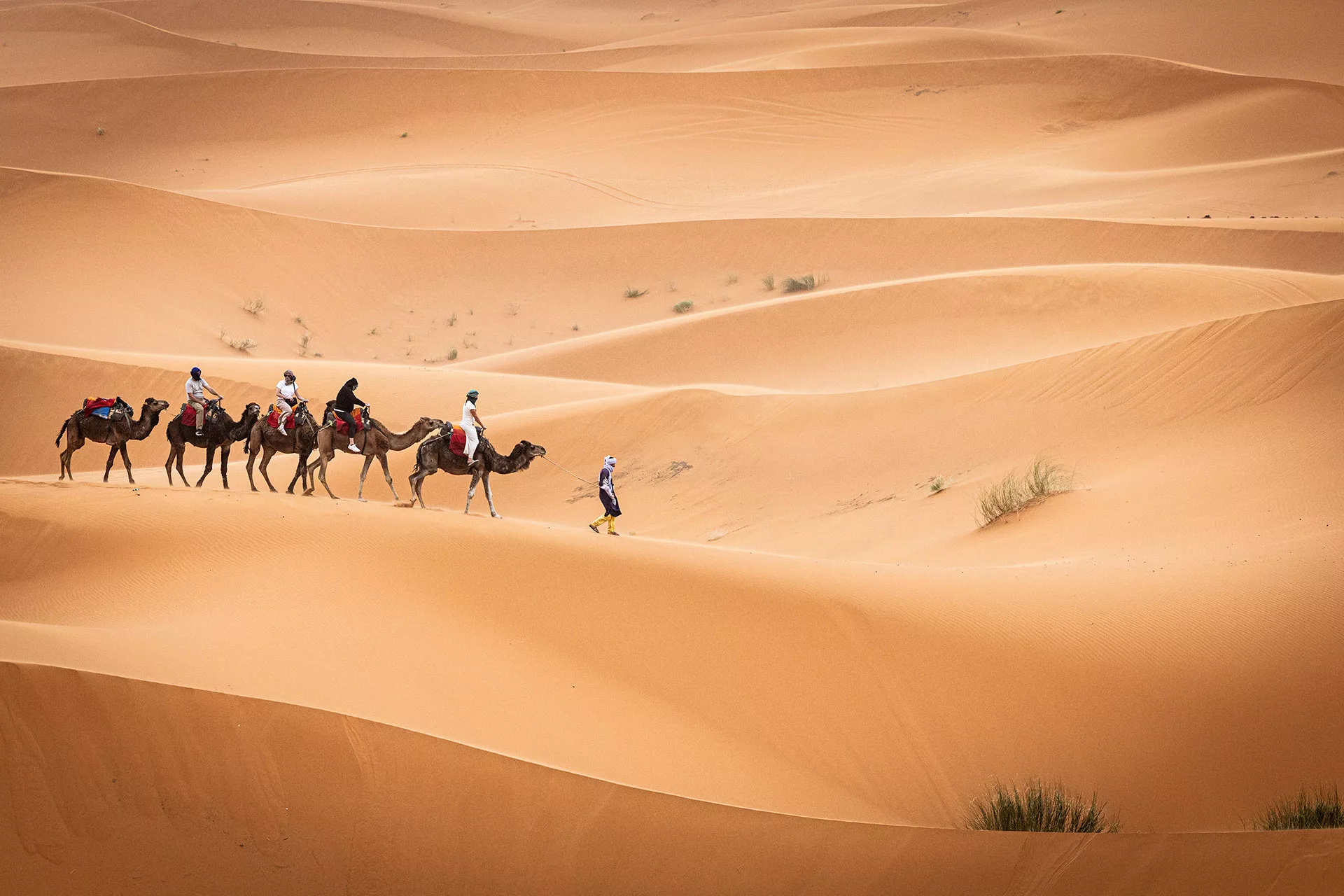 Teve karaván az Erg Chebbi sivatagban Marokkóban