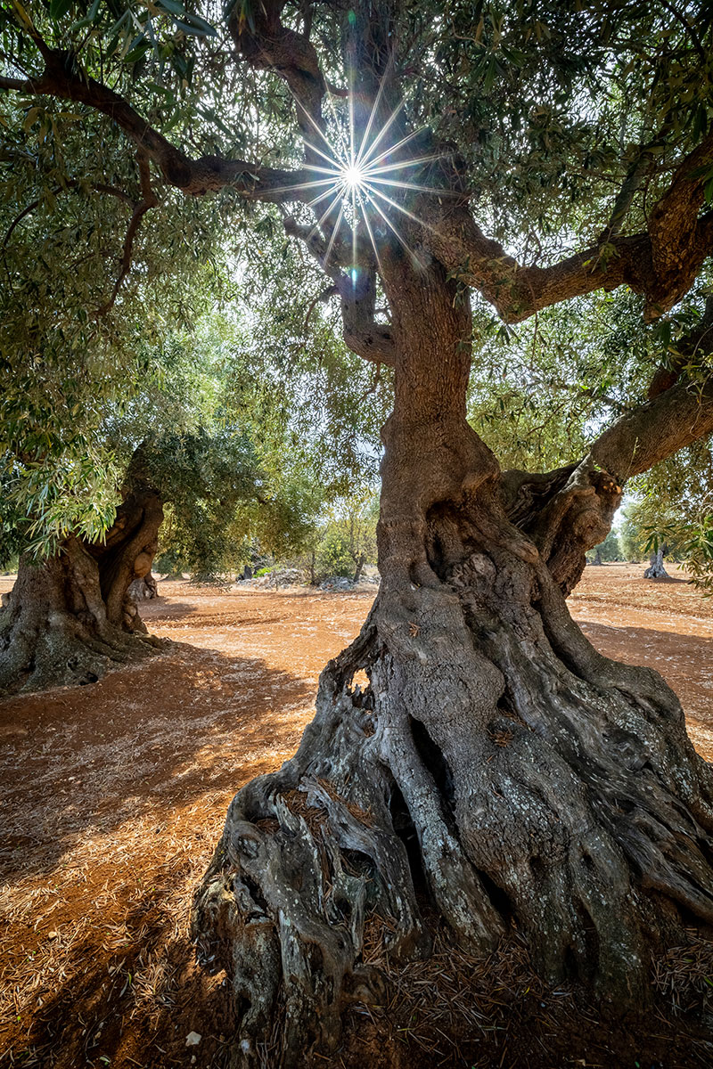 fotó: KINCSESKAMERA – Szabó Zoltán
