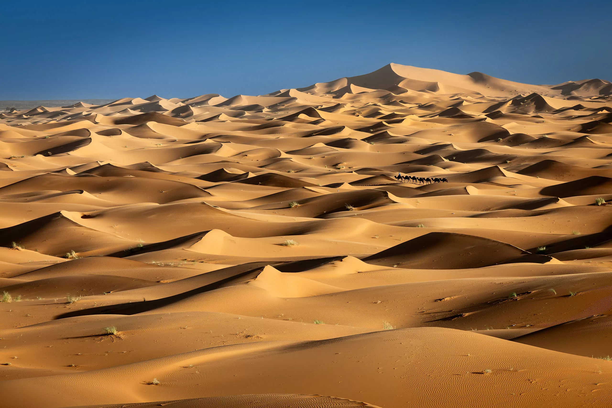 Teve karaván az Erg Chebbi sivatagban Marokkóban
