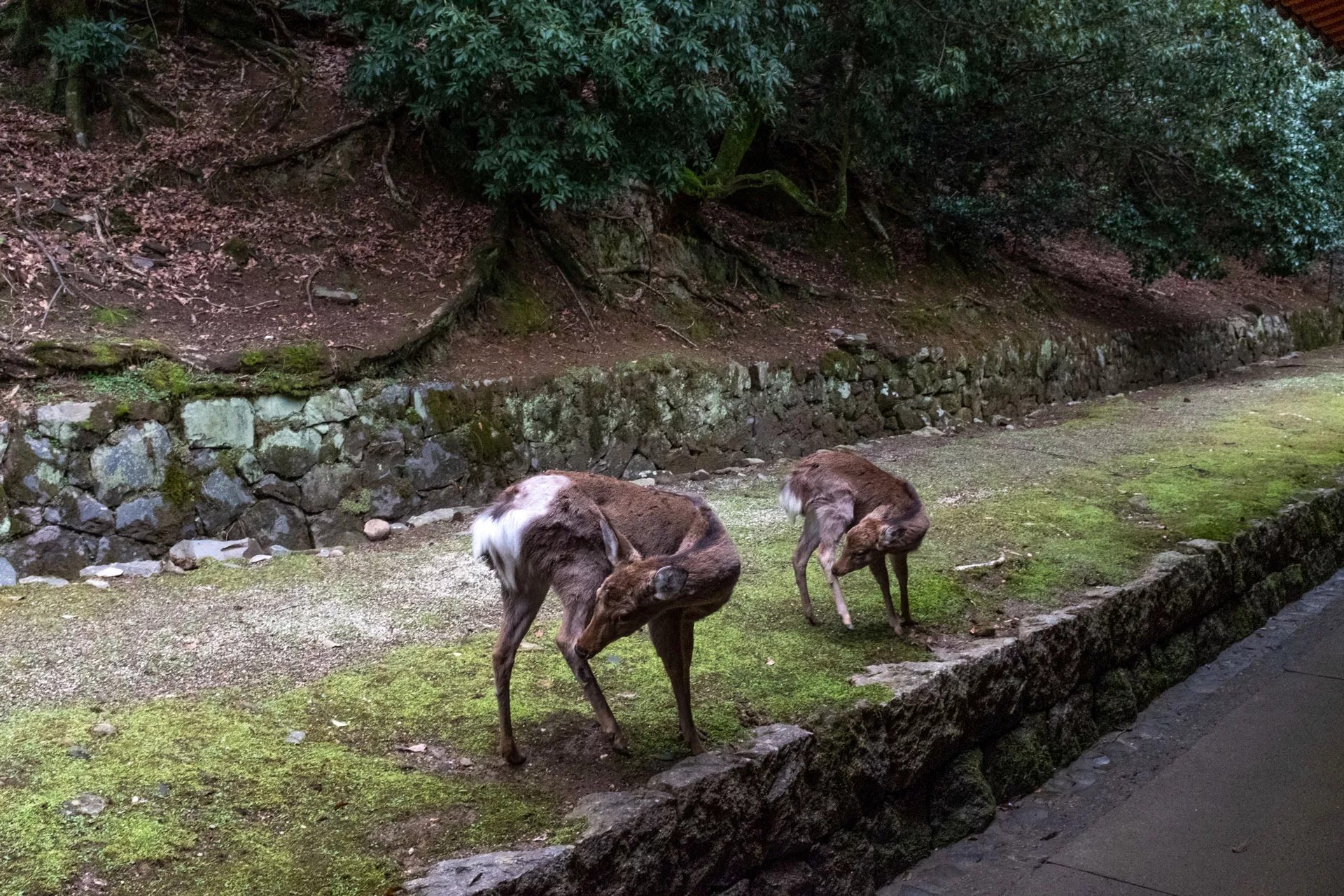 Nara
