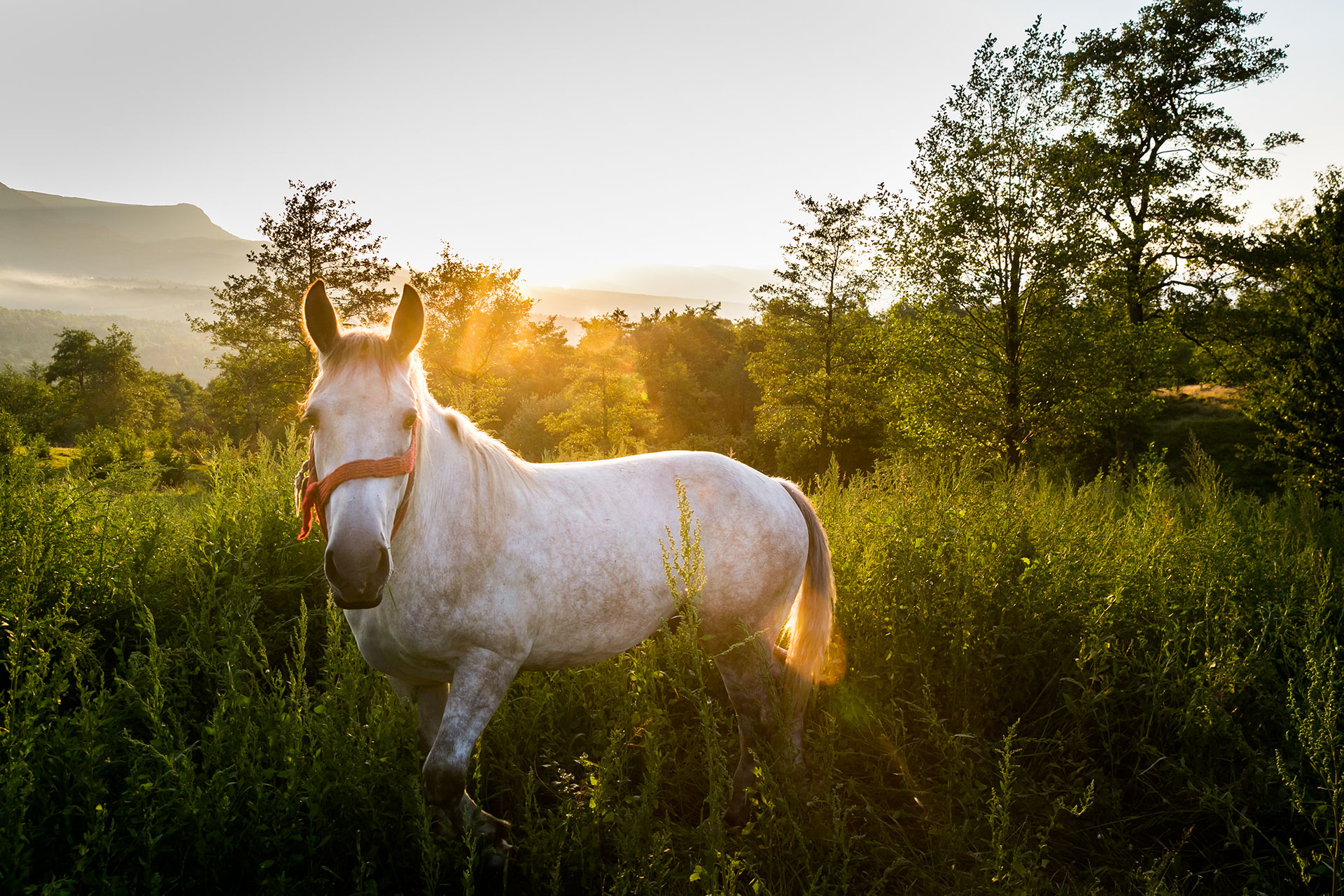 fotó: KINCSESKAMERA – Szabó Zoltán