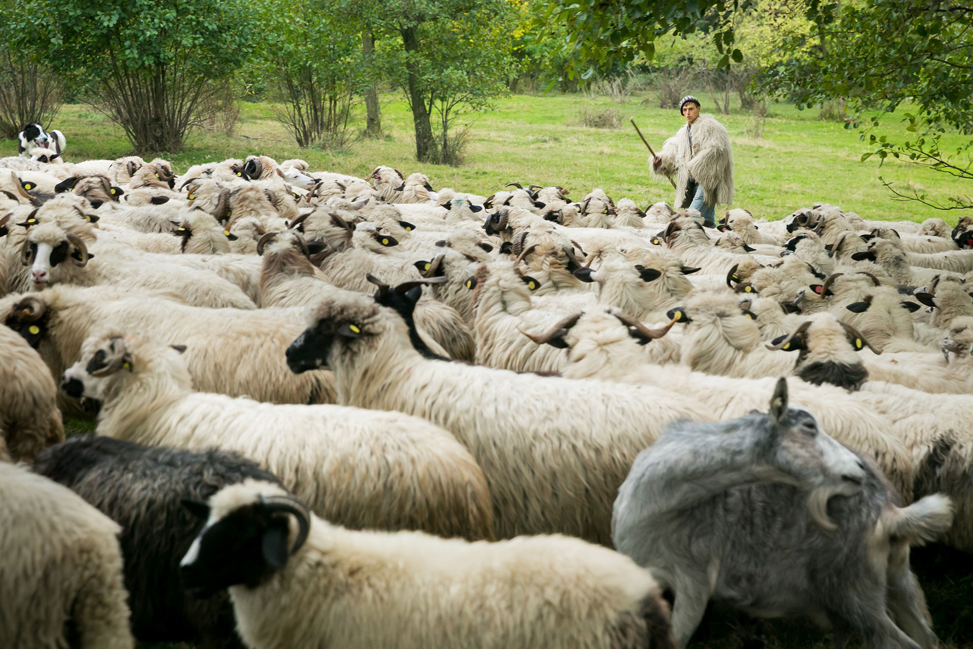 fotó: KINCSESKAMERA – Szabó Zoltán